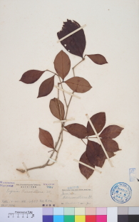 Specimen thumbnail